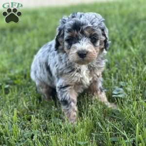 Moana, Mini Bernedoodle Puppy